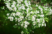 White Hawthorn Flowers With Green Leaves On Tree.
