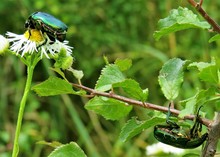 The Cetonia Aurata Bug 