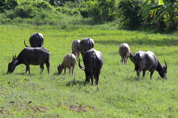 Water buffalo eating grass on meadow nature