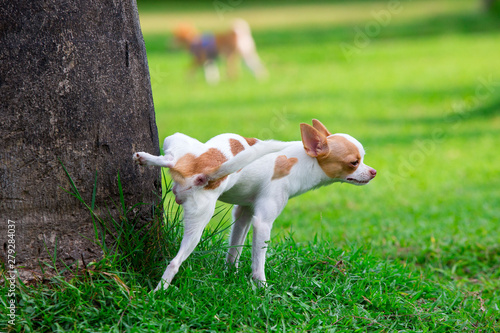 Cuadros en Lienzo Cute small dog peeing on a tree in an park.