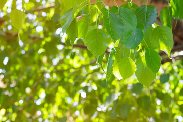 Wall Mural - green leaf pho leaf, (bo leaf, bothi leaf) with sunlight in nature. bo tree representing buddhism in