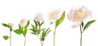 Different stages of blooming peony flower against white background