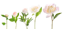 Different Stages Of Blooming Peony Flower Against White Background
