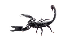 Black Scorpions Isolated On A White Background