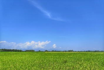 field of green grass and blue sky