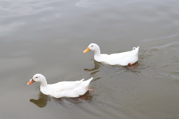 Wall Mural - white duck swimming in pond of farm