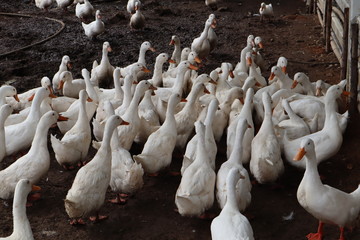 Wall Mural - group of white duck eating in farm from human, Thailand