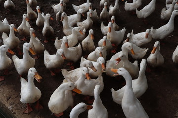 Wall Mural - group of white duck eating in farm from human