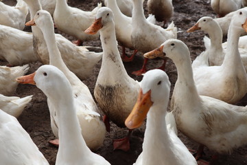 Wall Mural - group of white duck  in farm, Thailand