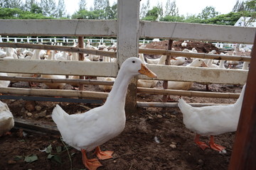 Wall Mural - goose on the grass