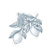 © Maria - Lemon branch botanical illustration. Engraved style. Vector illustration