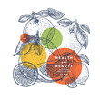 © Maria - Citrus design template. Engraved style illustration. Orange, lemon, tangerine, pomelo, grapefruit. Vector illustration