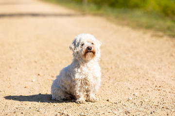  Coton de Tulear sitting outdoors in the sun