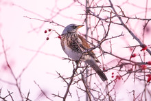 The Fieldfare (Turdus Pilaris) In A Pink Sunset Light. It Is A Member Of The Thrush Family Turdidae.