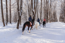 Three Horses And Riders. Sunny Day In The Winter Forest.