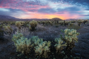 Poster - Cholla Cactus Garden in Joshua Tree National Park at sunset. In this national park the Mojave desert and the Colorado desert ecosystems come together. California, USA