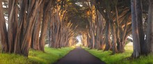 Stunning Cypress Tree Tunnel At Point Reyes National Seashore, California, United States. Fairytale Trees In The Beautiful Day Near San Francisco, USA