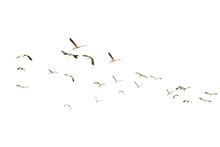 Flying Birds.Motion Of Flying Birds Isolated On White Background. 
