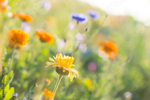 Blumenwiese mit Ringelblumen und Kornblumen