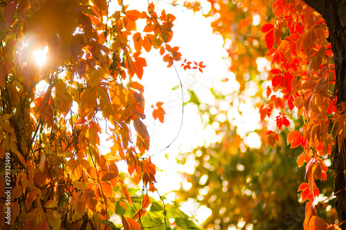 Foto-Schiebegardine mit Schienensystem - Colorful leaves of wild grapes. Red leaves on a vine twine a tree. Autumn colored leaves in the sun. Creative copy space (von Lazartivan)
