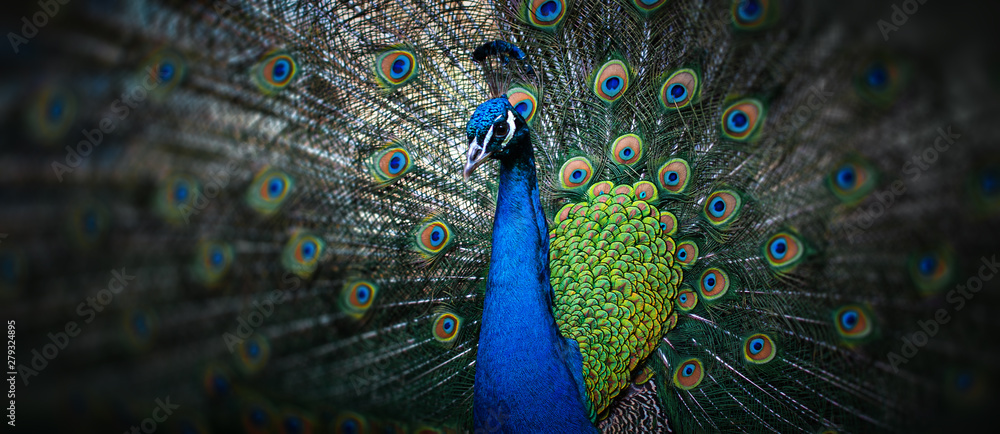 beautiful peacock - obrazy, fototapety, plakaty 