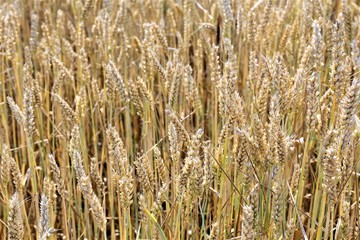 field of wheat