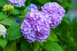 violet lilac bush