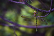dragonfly (Aeshna viridis) on a branch