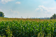 field of ripening corn