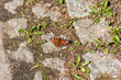 Aglais io butterfly on paving stone