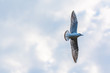 Flying seagull on sky