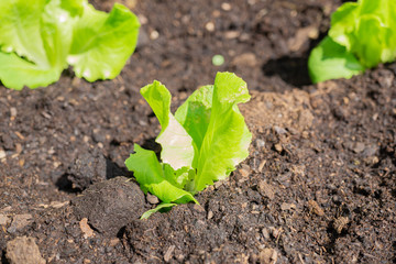 Young salad plants in a patch in the garden