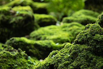 Wall Mural - Beautiful Bright Green moss grown up cover the rough stones and on the floor in the forest. Show with macro view. Rocks full of the moss texture in nature for wallpaper. soft focus.