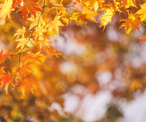 Wall Mural - beautiful maple leaves in autumn sunny day in foreground and blurry background in kyushu, japan. no 