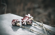 On The Polished Granite Gravestone Lie Dried Scarlet Carnation. The Gloomy Mood Of Death, Cemetery And Dead Flowers.