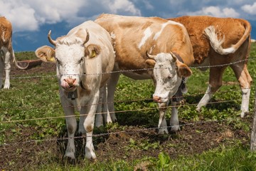 Beautiful swiss alps mountains. Alpine meadows. Farm. Cows.