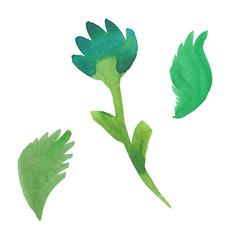 watercolor illustration of green flowerand leaves