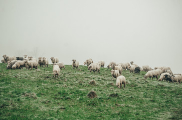 Flock of sheep grazing on green mountain slope in misty day.