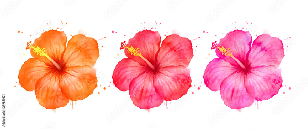 Watercolor illustration set of Hibiscus flowers Stock Illustration ...