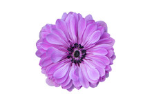 Big Purple Flower Isolated On White Background