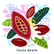 Fresh cocoa beans juice splash organic food condiment spice splatter. Spicy herbs nuts. Abstract colorful art splatter splash background. Vector hand drawn illustration