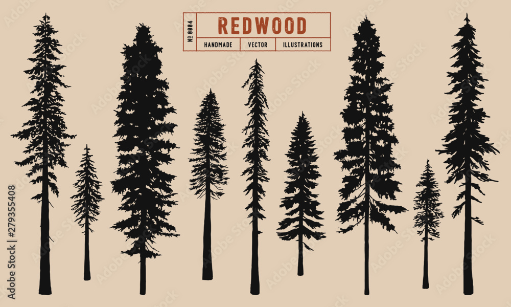 Redwood tree silhouette vector illustration hand drawn	 - obrazy, fototapety, plakaty 