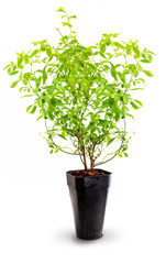 Cranberry plant (blue cranberries - Vaccinium corymbosum) in pot. Isolated on white background.