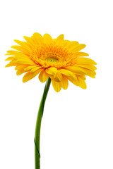 Wall Mural - Yellow gerbera flower