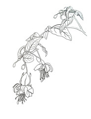 illustrations depicting fuchsia with flowers, leaves, buds