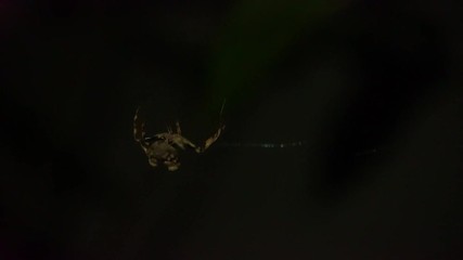 Video 4K : Blurred images of large spiders on the fibers at night and walking away.