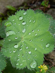 Alchemilla with water drops on the leaves