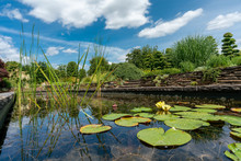 Formal Garden Pond With Water Lilies And Lily Pads