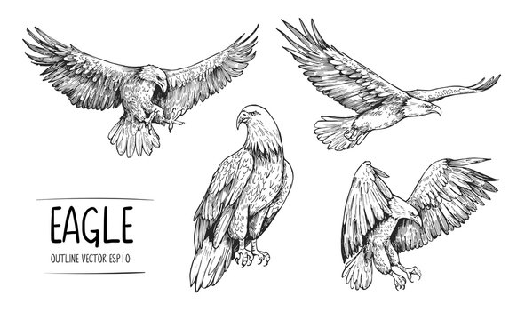 sketch of eagle. hand drawn illustration converted to vector
