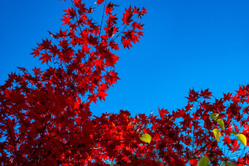 red acer leaves in autumn against a clear blue sky